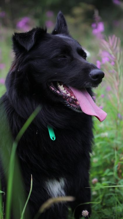 A black dog with its tongue out in the grass Free Stock Video Footage ...