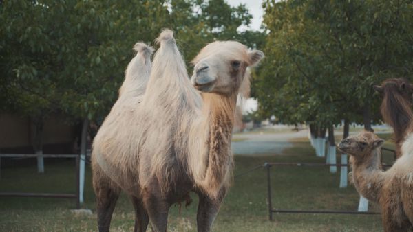 Camel Videos, Download The BEST Free 4k Stock Video Footage & Camel HD ...
