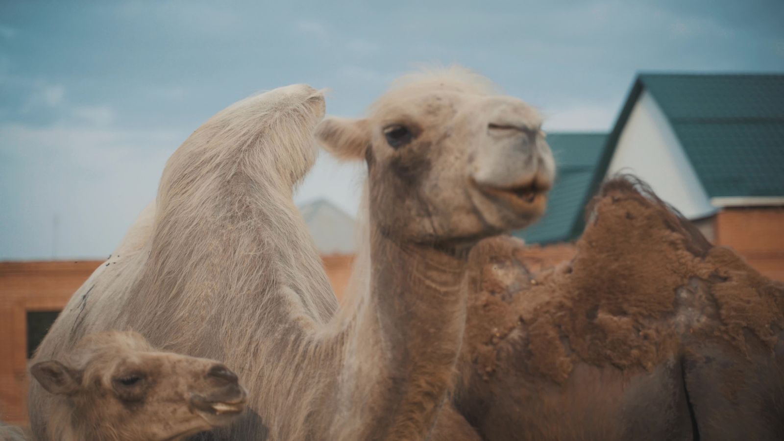 Camels in the desert Free Stock Video Footage, Royalty-Free 4K & HD ...