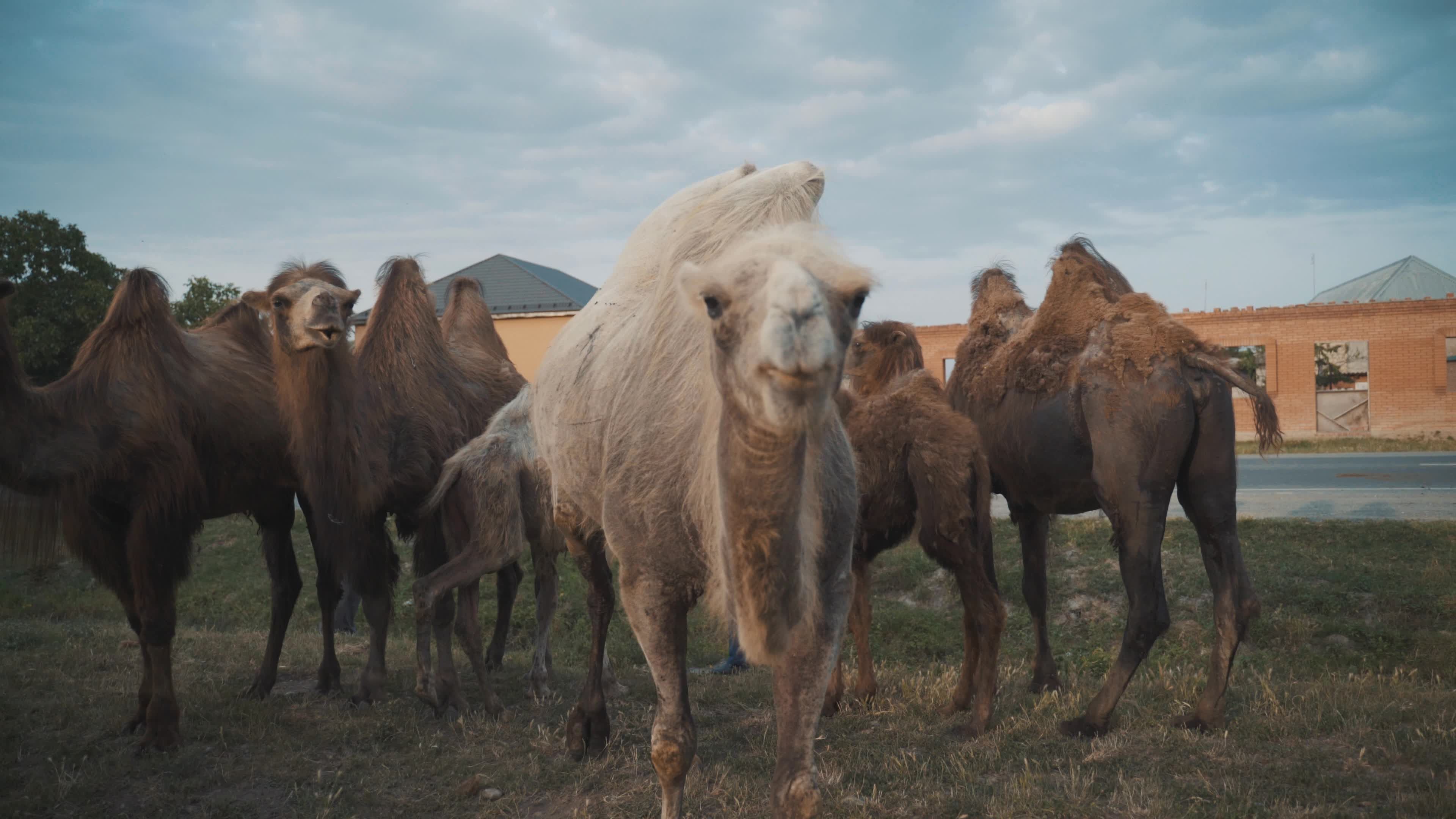 Free A Camel Videos, Download The BEST Free 4k Stock Video Footage ...