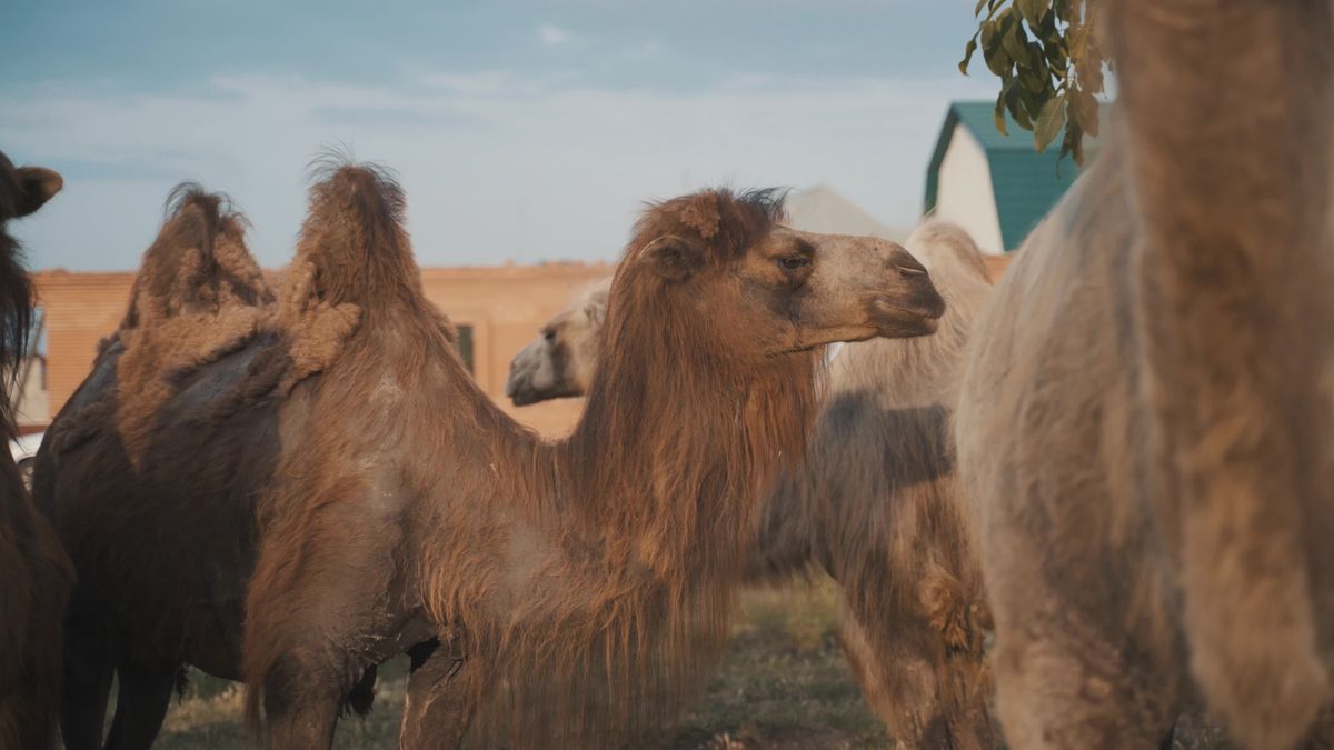 Camels in the desert Free Stock Video Footage, Royalty-Free 4K & HD ...