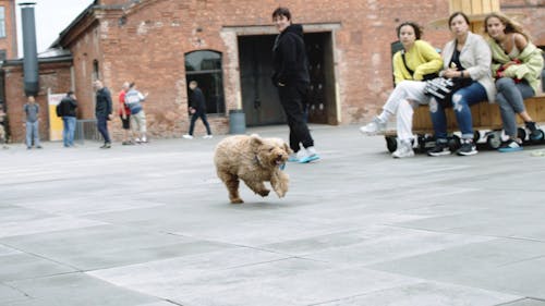 棕狗自由奔跑