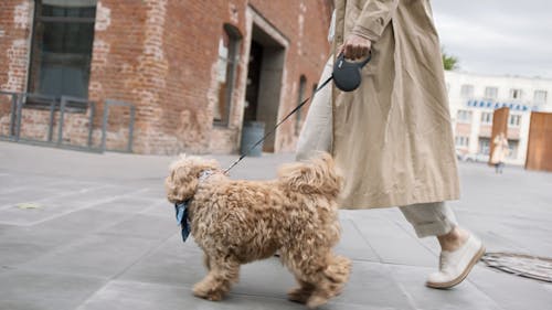 Person In Beige Coat Walking Her Dog Wearing A Scarf