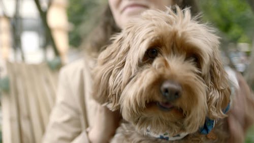 Close-Up View Of A Dog's Face