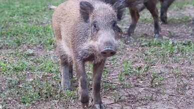 a baby boar is walking in the grass