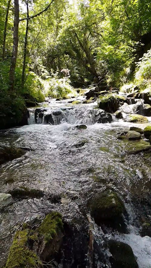 Images Au Ralenti D'eau Coulant Sur La Rivière Rocheuse Dans Les Bois