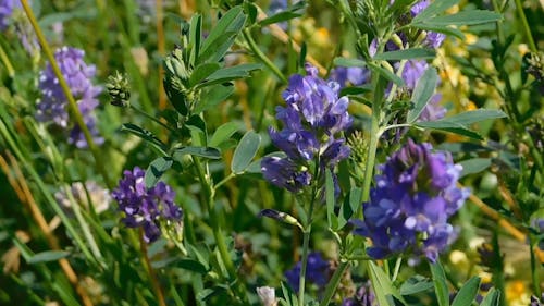 Close Up De Flores Violetas En Flor