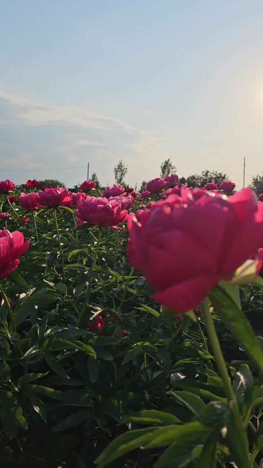 Pink peonies in a field with the sun setting Free Stock Video Footage ...