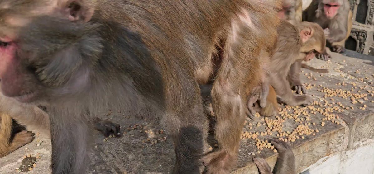  4.211+ Besten Affen lustig Kotsenlose Videos · Lizenzfreie Videos Illustration 