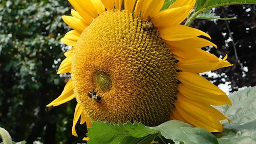 API Che Si Nutrono Di Nettari Di Girasole