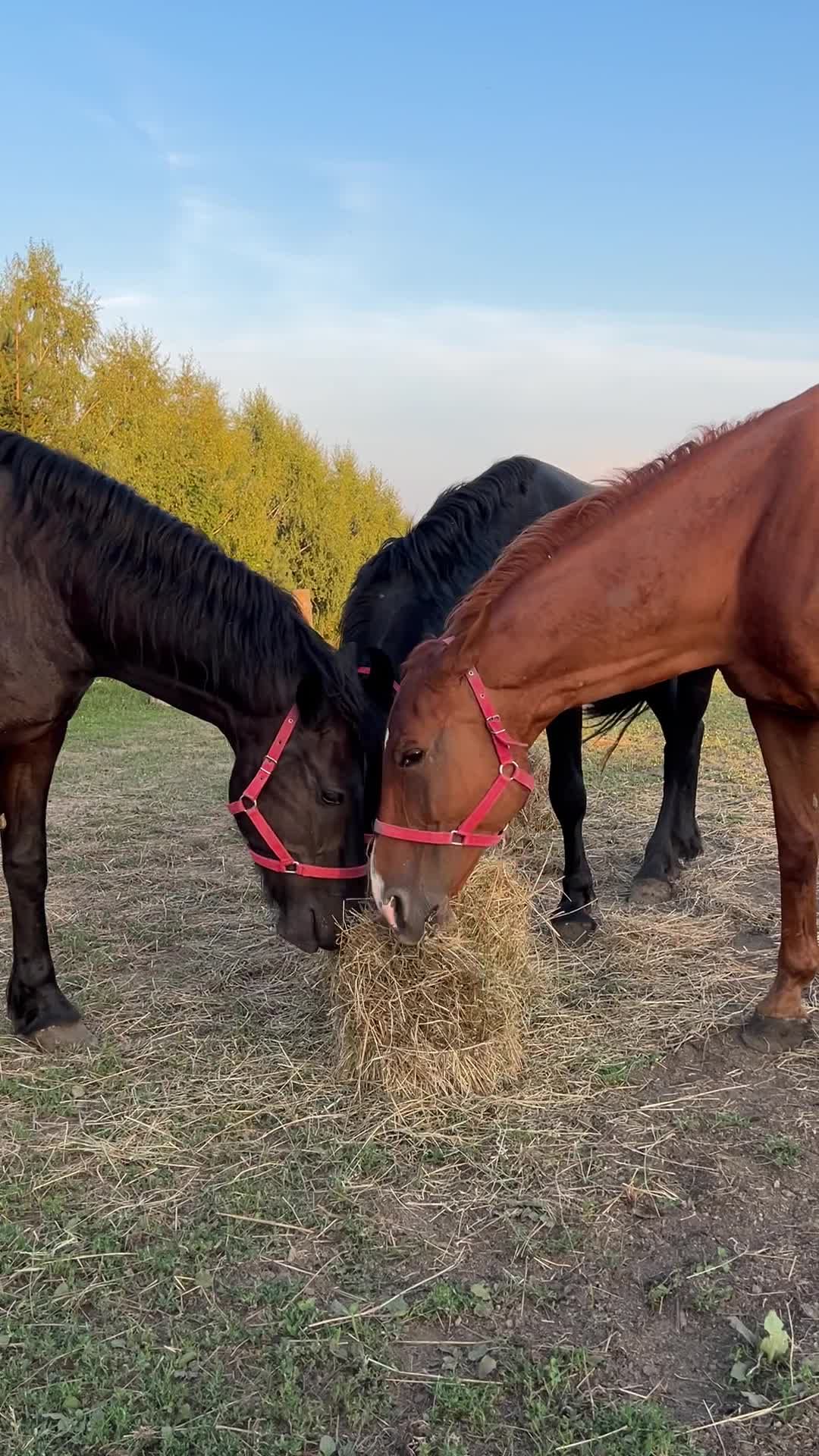 Video by Karography