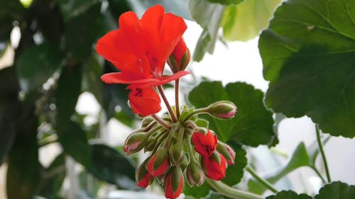 Flower And  Buds Of A Plant