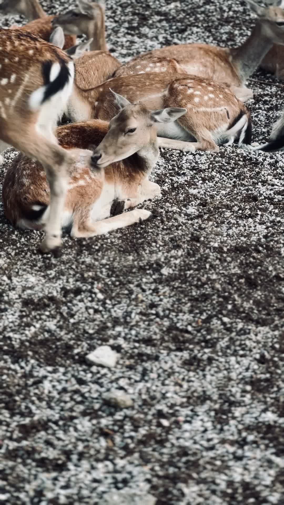 your daily dose of cute 🐾
🎥 Hafize  Balcı · Pexels
#pets #dogs #cats #cute #animals