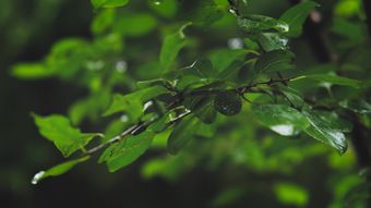 节气白露高清视频视频素材视频素材