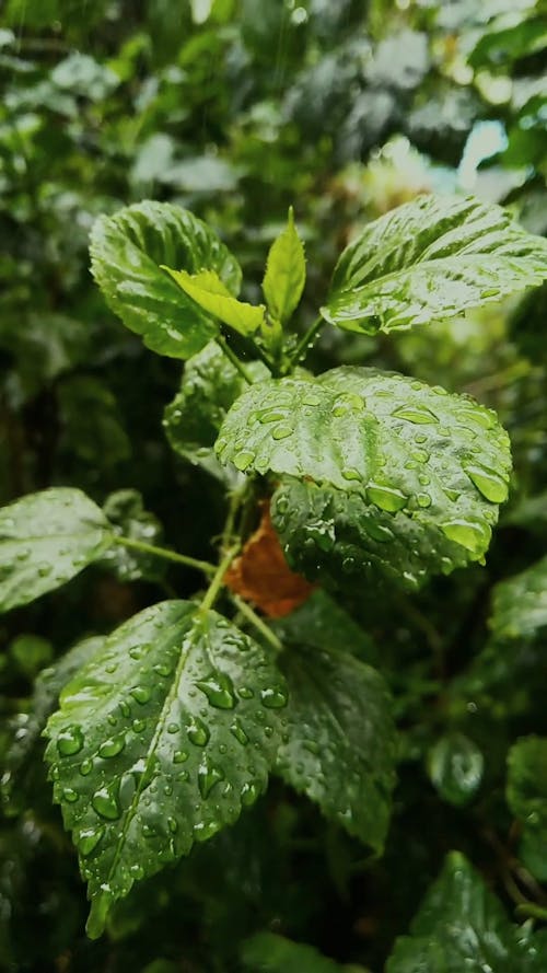 Rain Drops On  Leaves Of The Plants