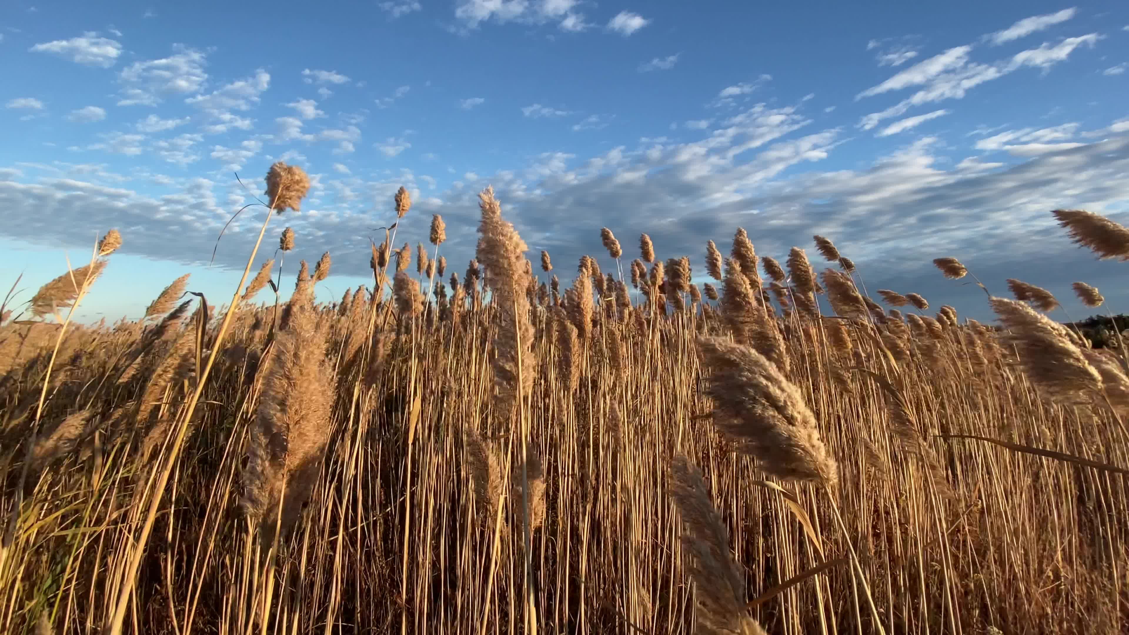 Tall Hay Videos, Download The BEST Free 4k Stock Video Footage & Tall ...