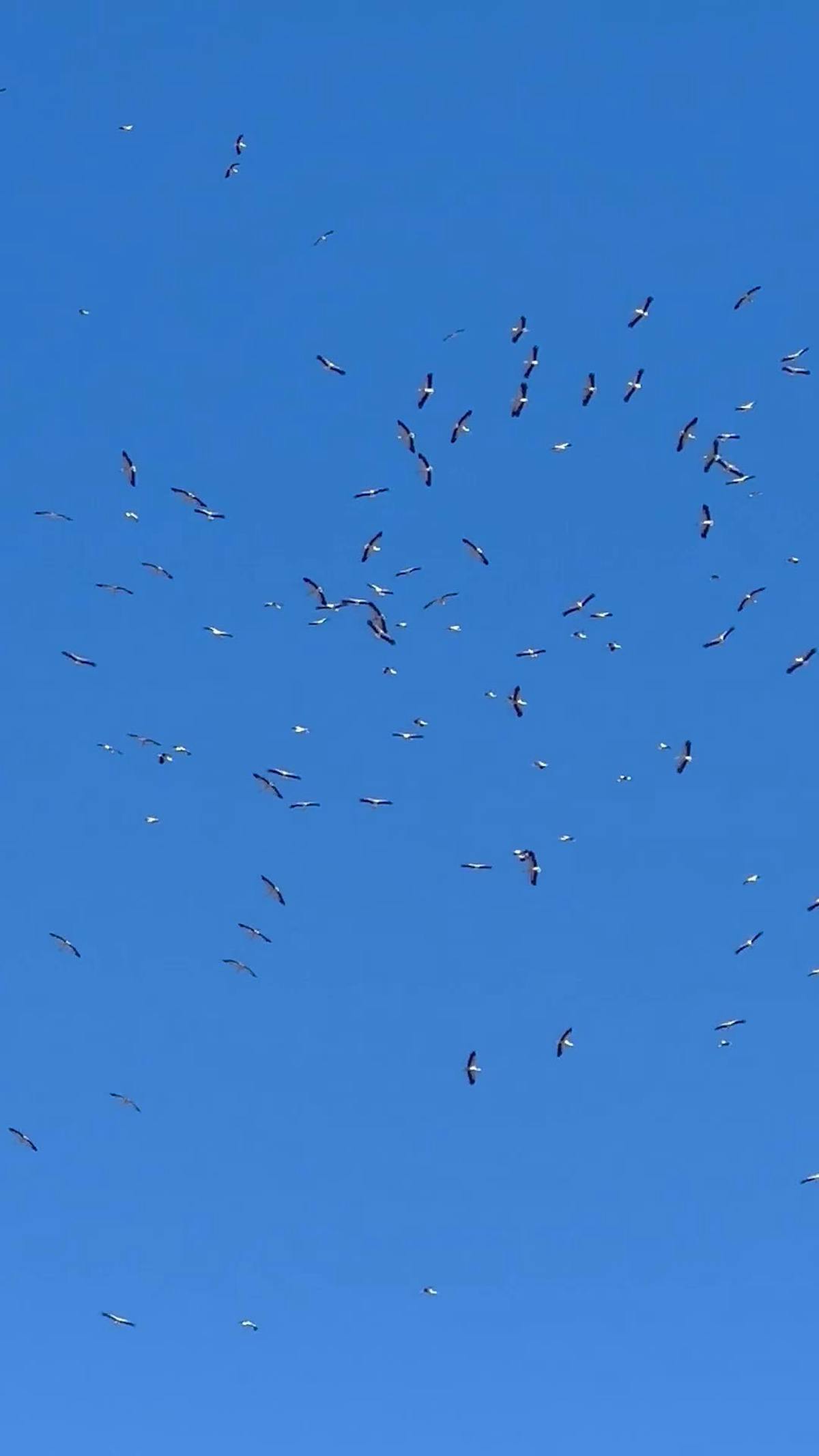 los-mejores-8000-v-deos-de-pajaros-volando-banco-de-im-genes-gratis