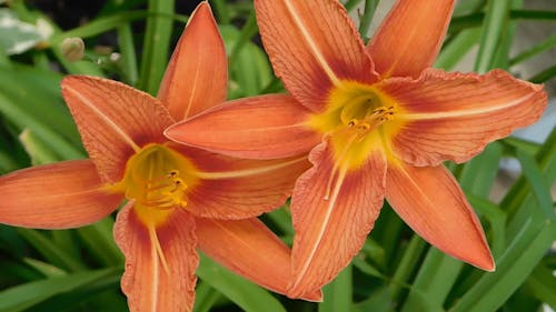 Close-Up View Of An Orange Flower