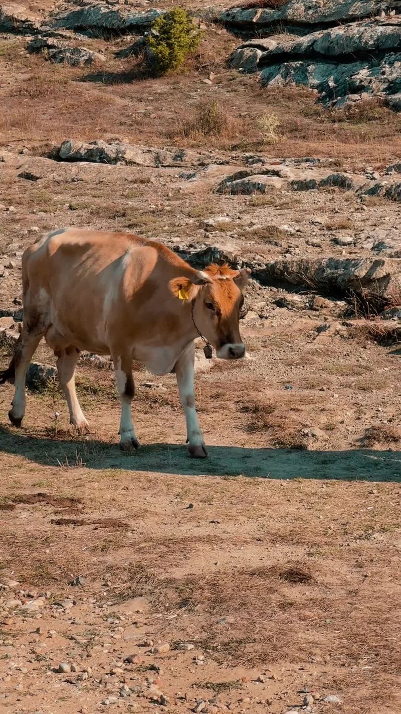 Serene Cows Grazing by a Flowing Stream Free Stock Video Footage ...