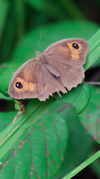 A brown butterfly with brown spots on its wings Free Stock Video ...