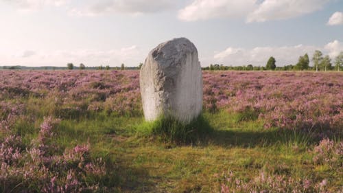 A Boulder Of Rock In A Field Of Flowers