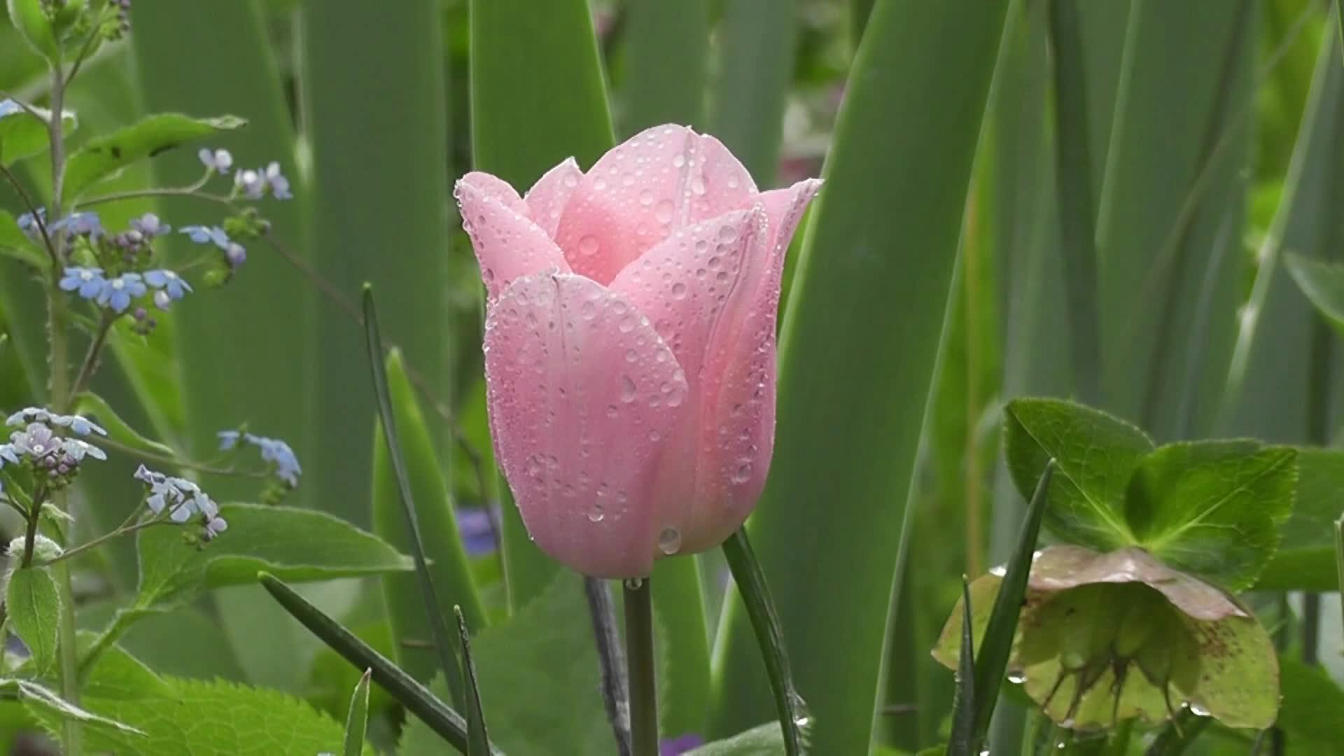 Peaceful Soothing Scene of a Single Elegant Soft Pink Rain Soaked Tulip ...
