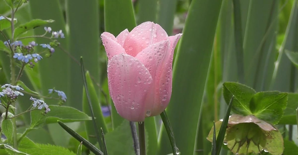 Peaceful Soothing Scene of a Single Elegant Soft Pink Rain Soaked Tulip ...