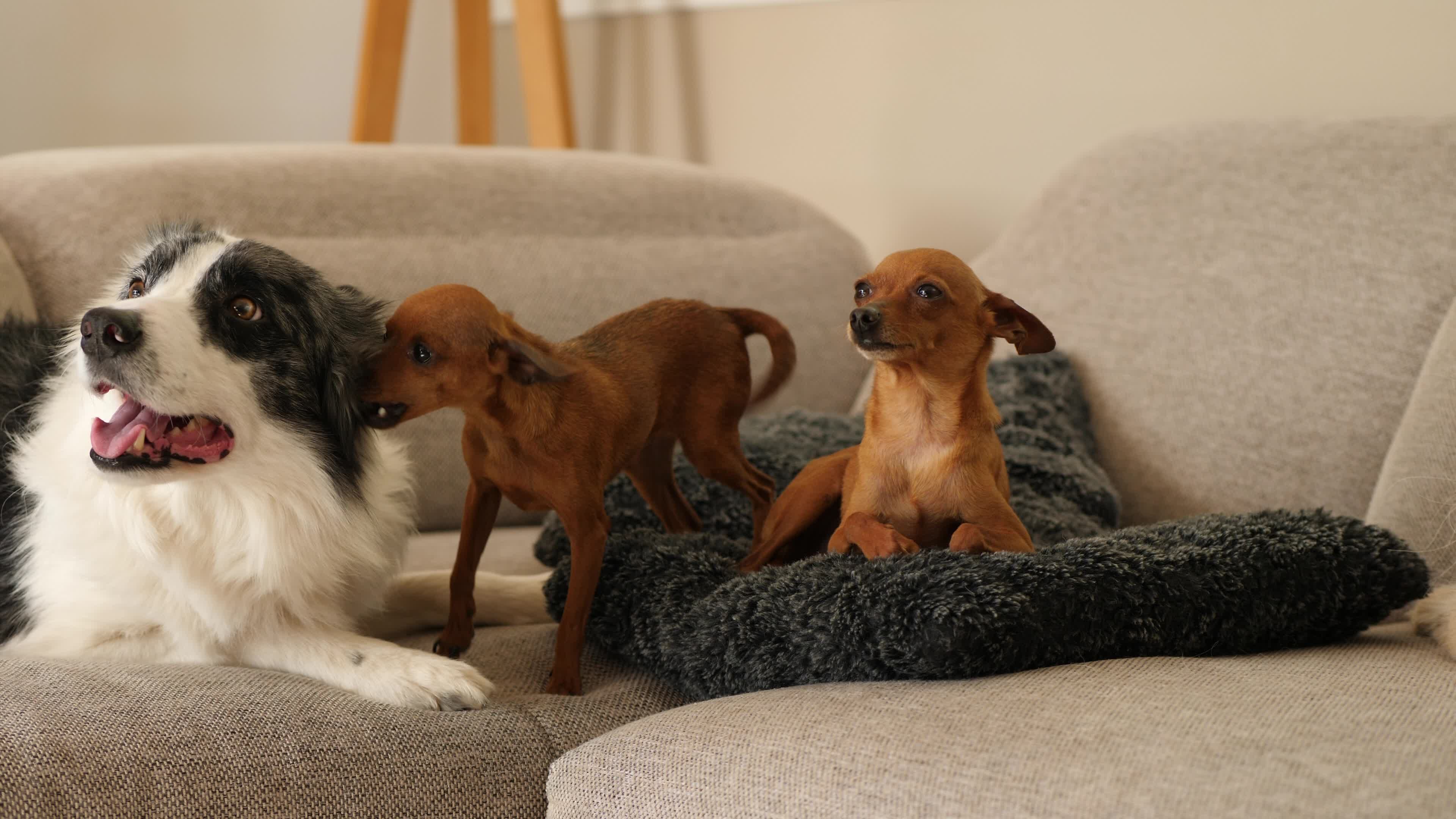 A dog and two small dogs on a couch Free Stock Video Footage, Royalty ...