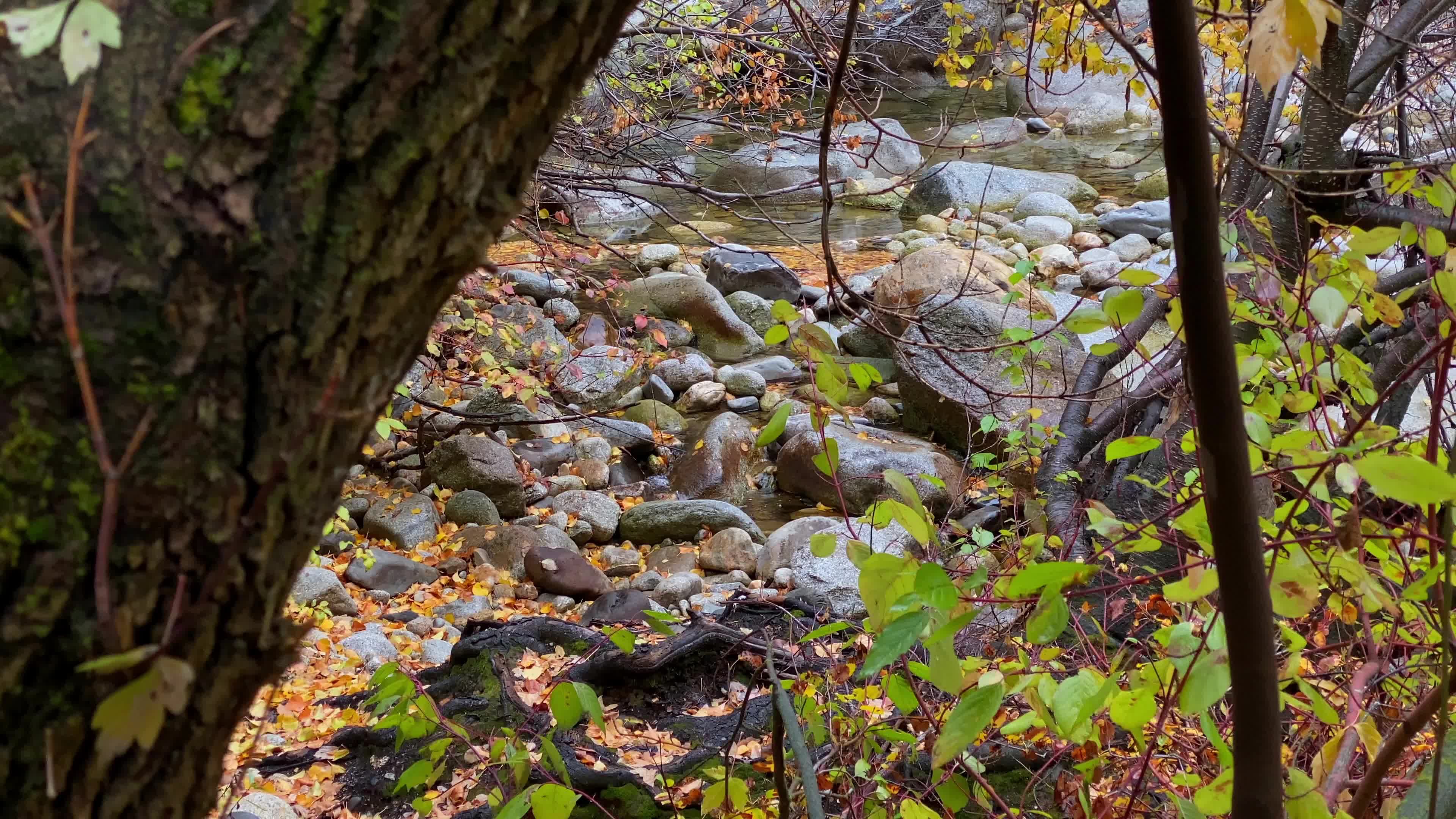 A stream running through the woods with leaves on the ground Free Stock ...