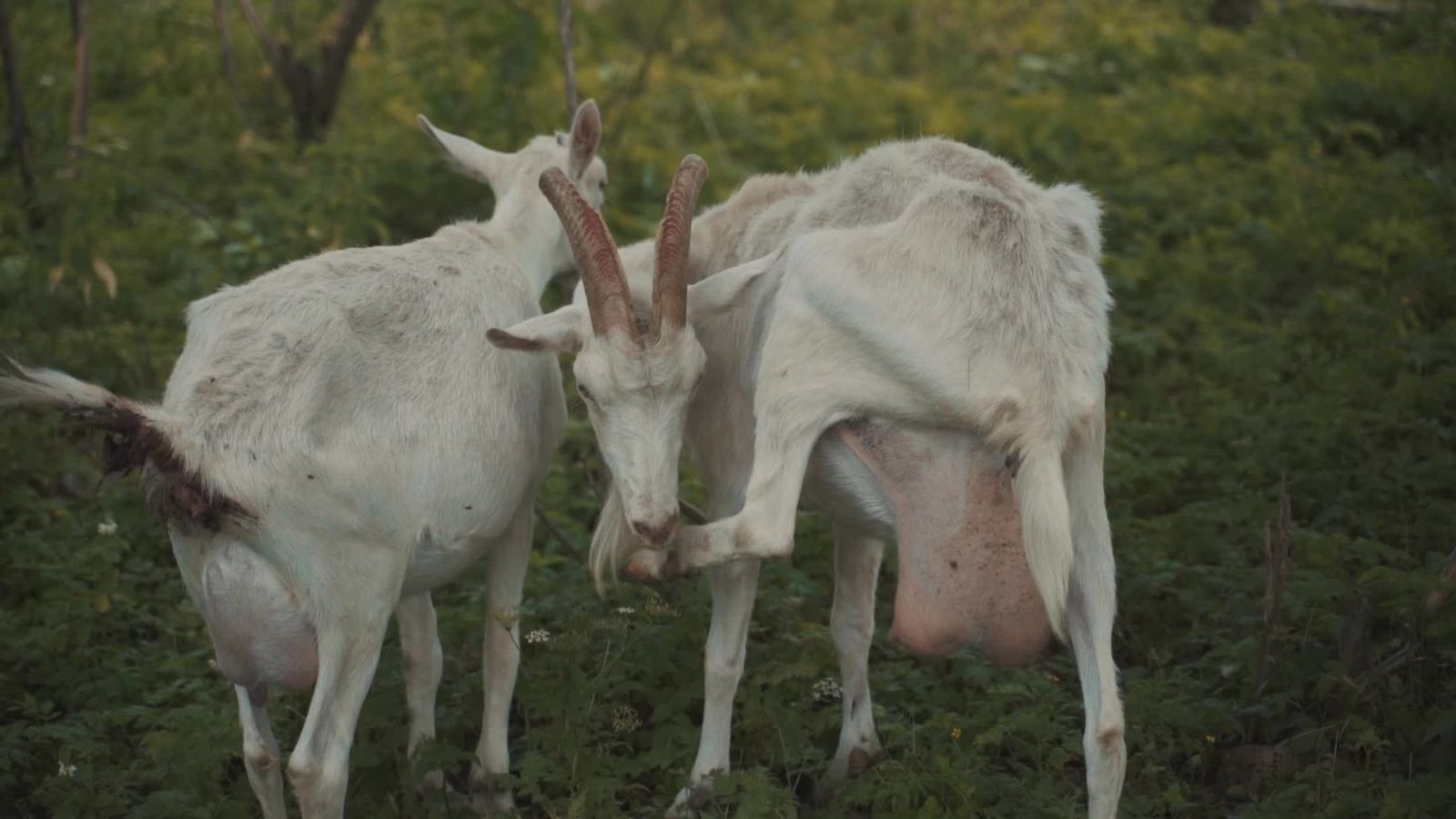 Goat Mating Videos, Download The BEST Free 4k Stock Video Footage ...
