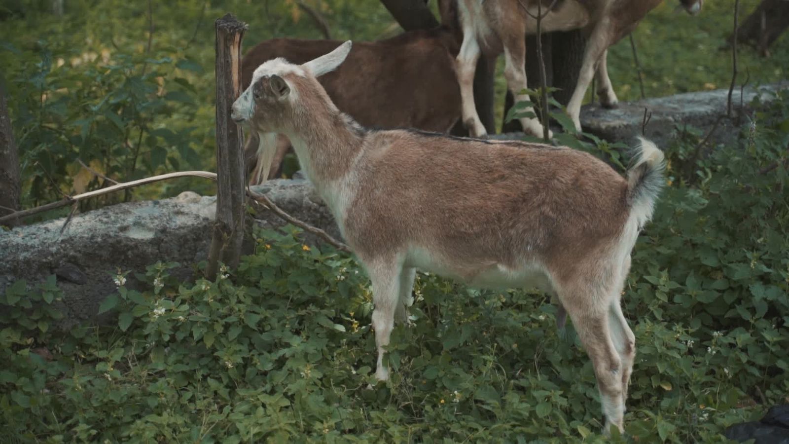 Goat Mating Videos, Download The BEST Free 4k Stock Video Footage ...
