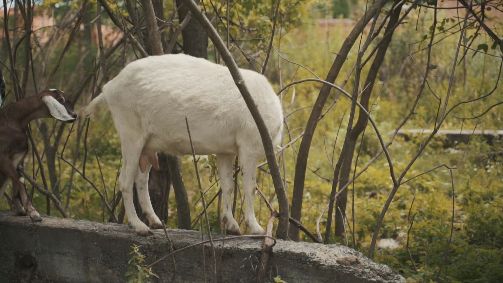 Goat Mating Videos, Download The BEST Free 4k Stock Video Footage ...