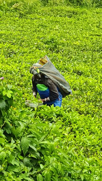 茶农采茶视频素材视频素材高清视频高清视频视频素材