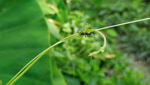 一只黑蚂蚁在植物的茎上爬行