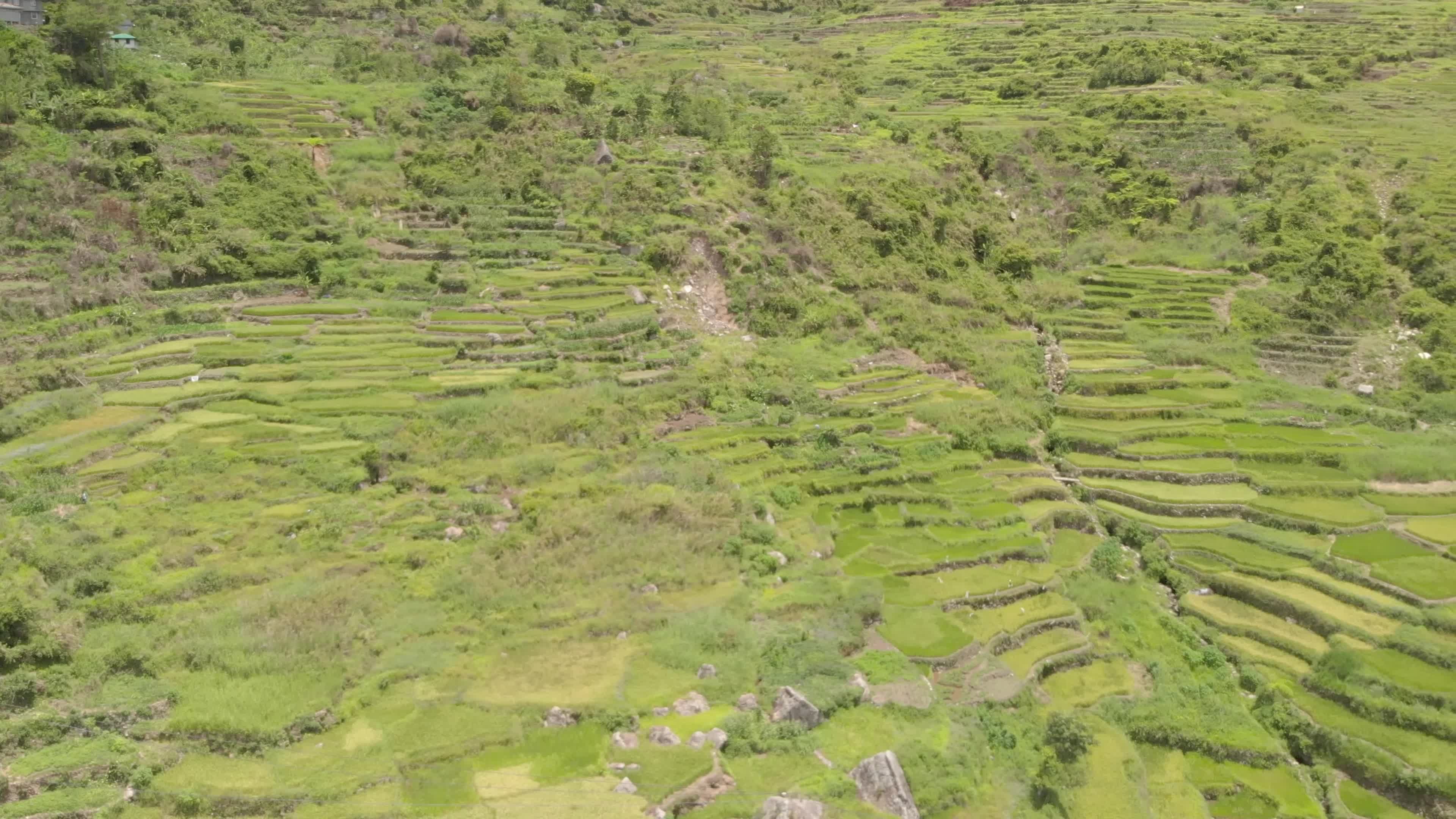 Green Plant Rice Terraces Steps Stairs Sunny Nature_Video_Landscape ...