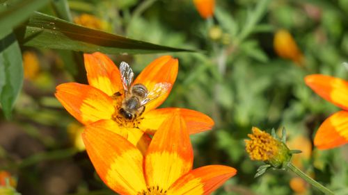 A Pair Of Bee Feeding On a Flower's Nectar · Free Stock Video