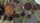 cardamom