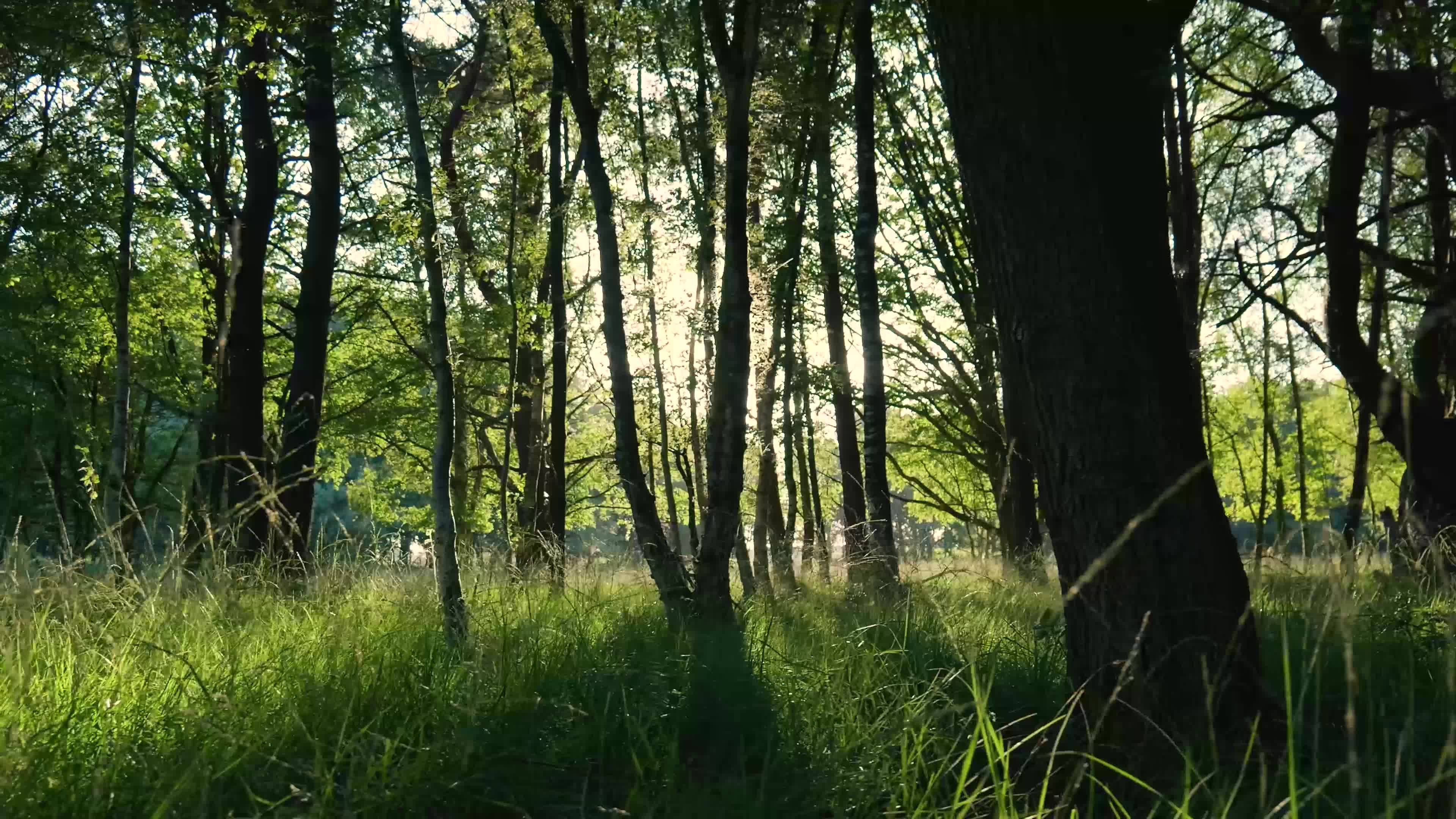 Video by Matthias Groeneveld