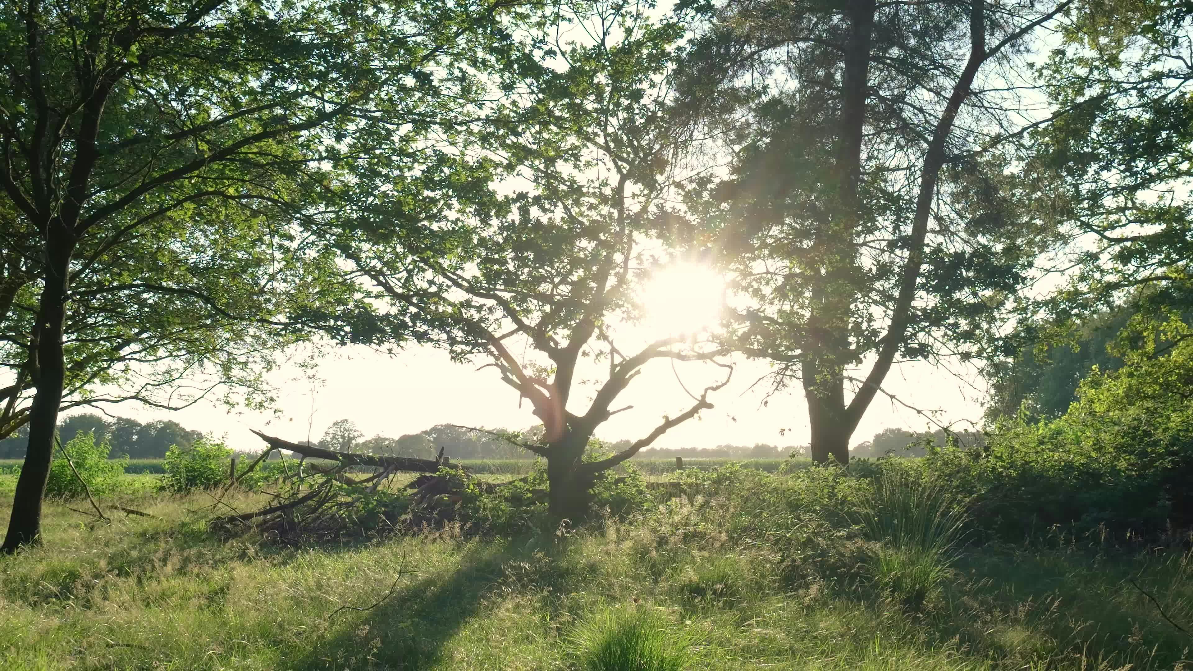 Video by Matthias Groeneveld