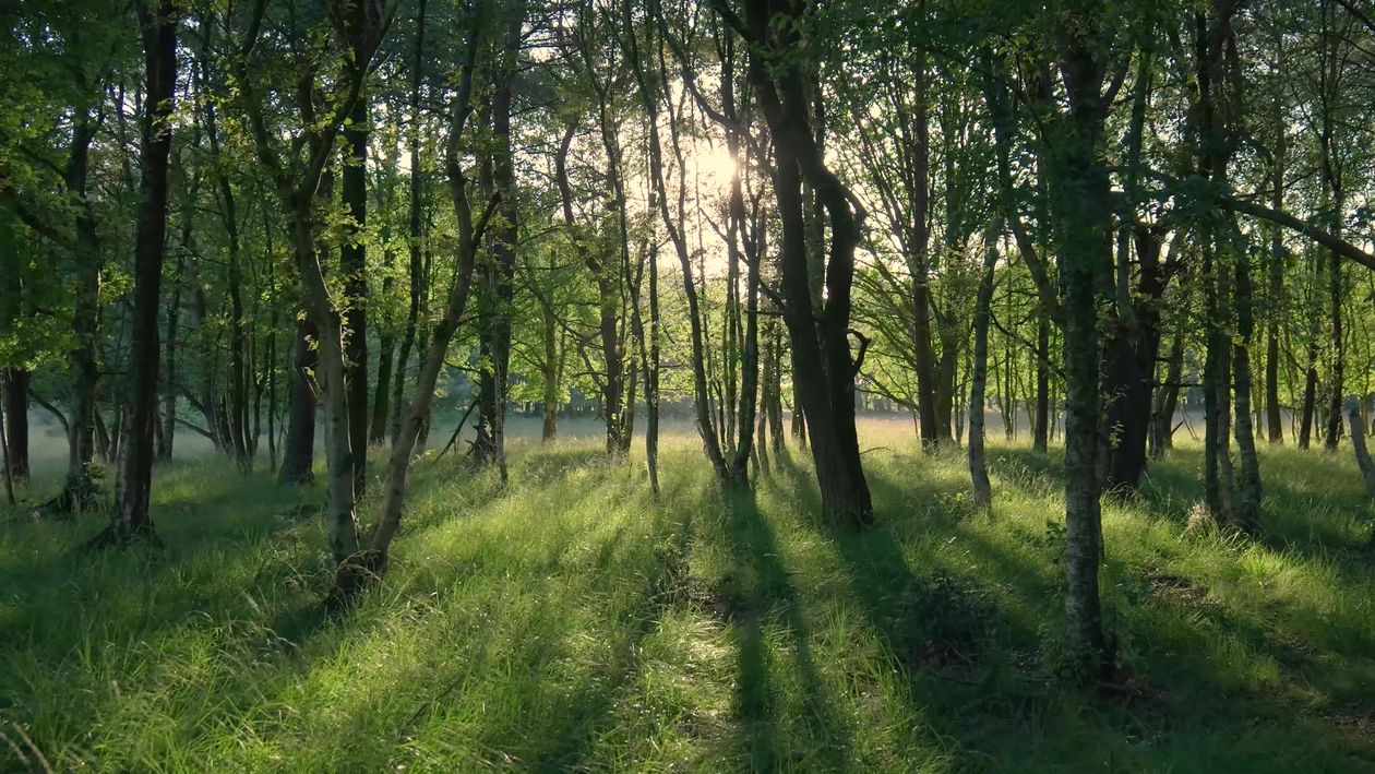 A forest with trees and grass at sunset Free Stock Video Footage ...
