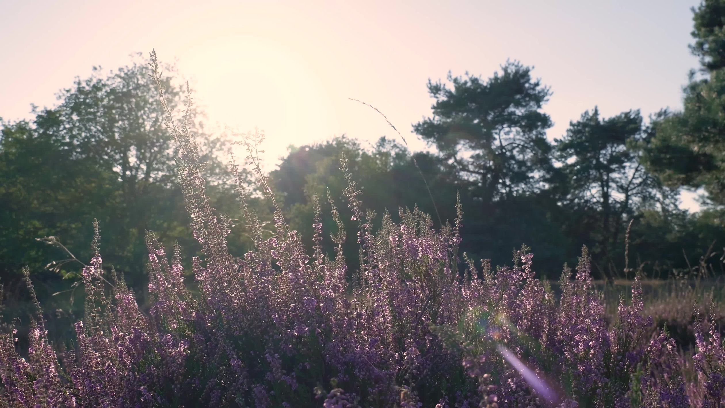 A field of purple flowers with a sun setting in the background Free ...