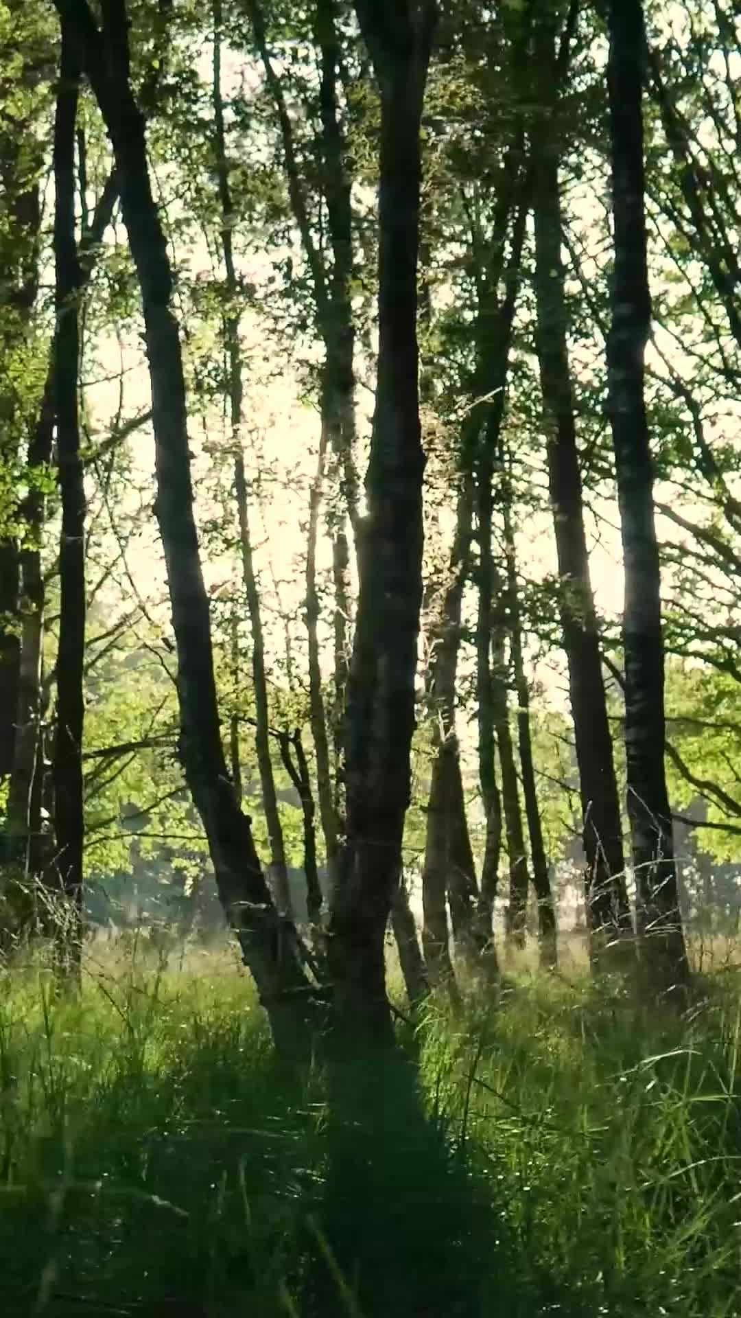 Video by Matthias Groeneveld