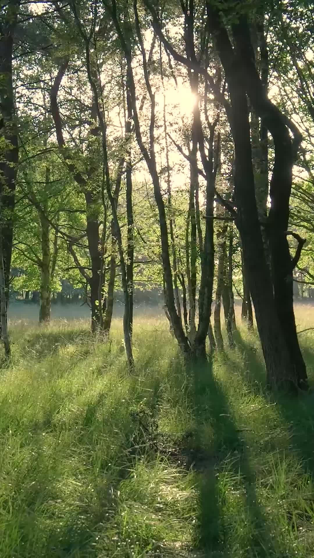 Video by Matthias Groeneveld
