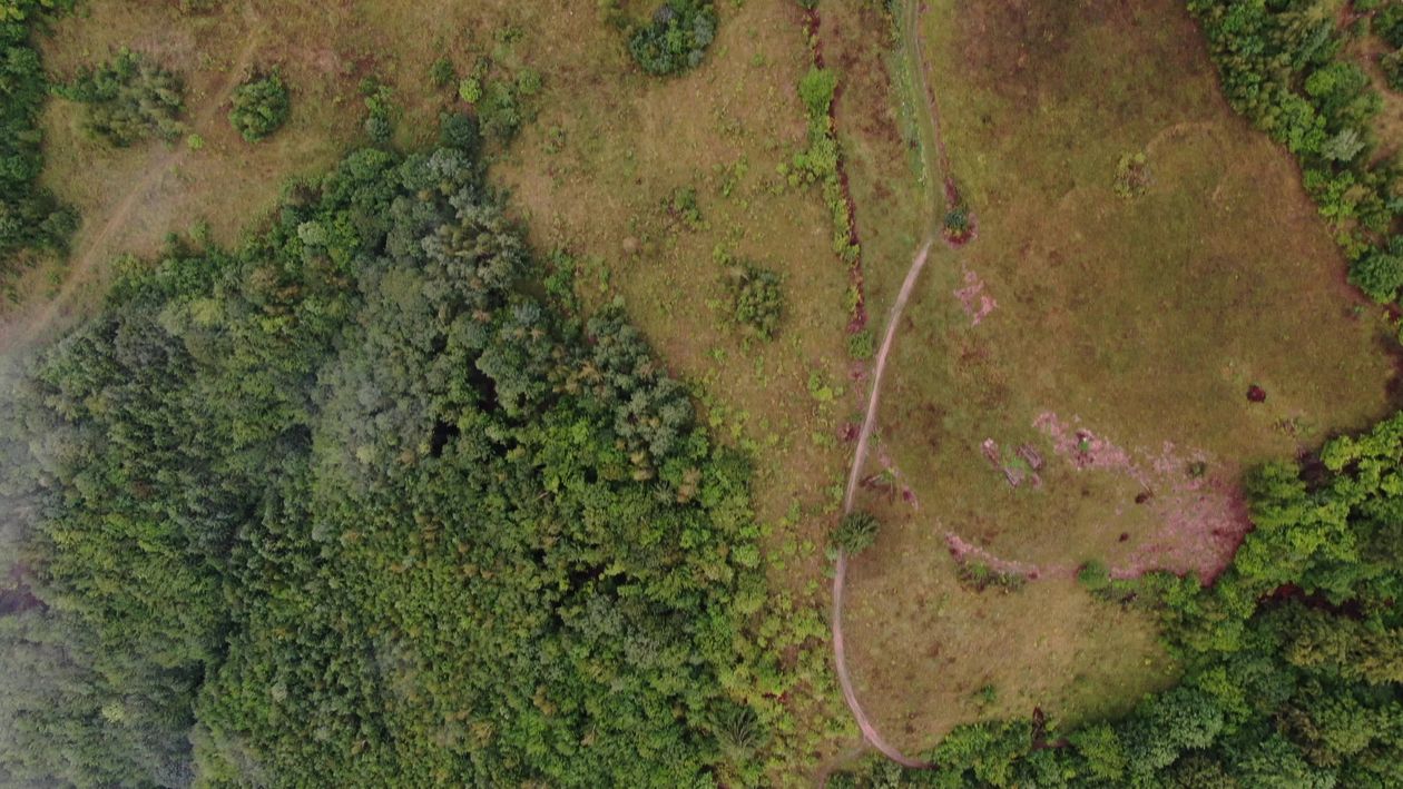 Aerial view of a forest with fog and trees Free Stock Video Footage ...