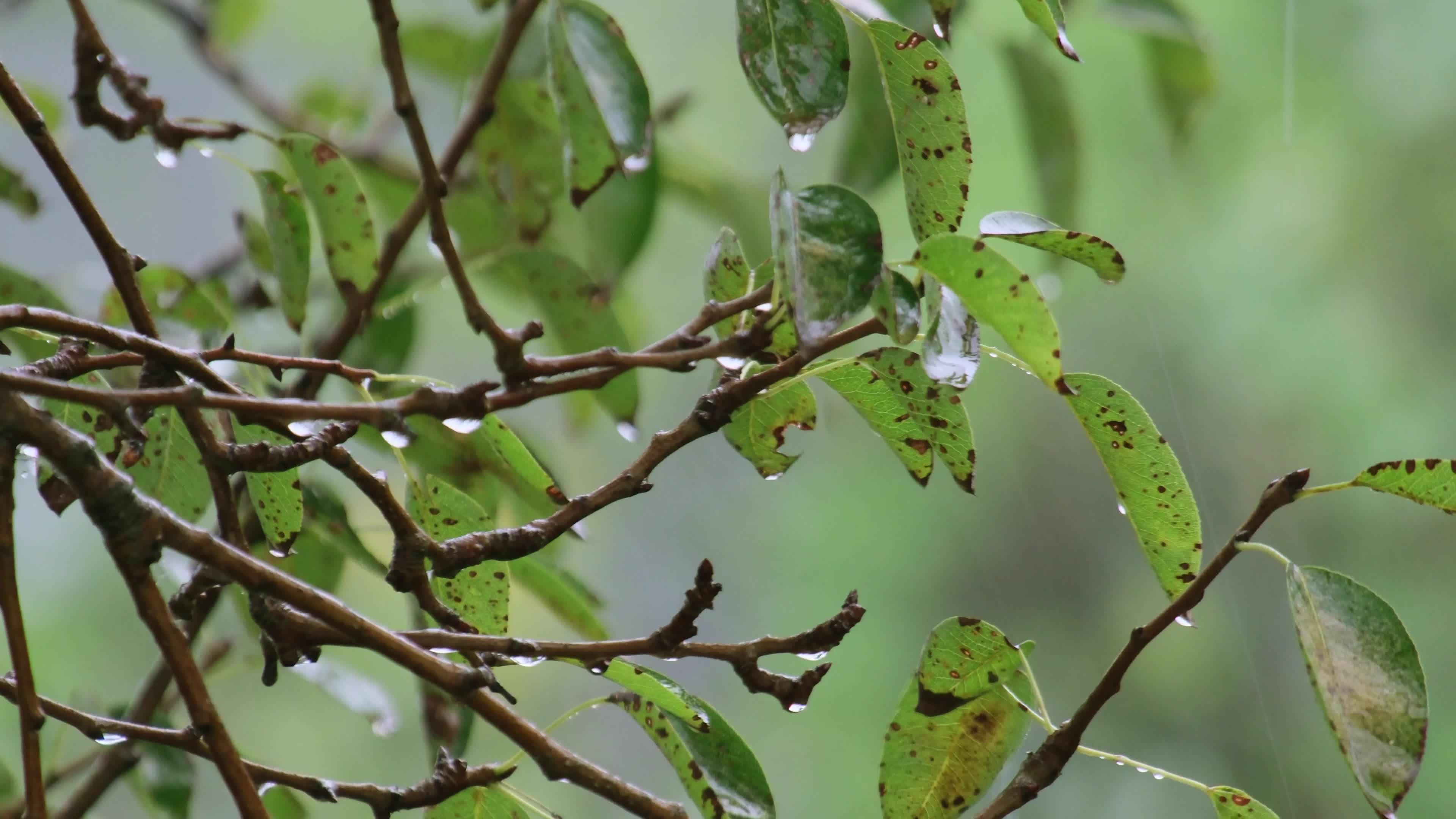 A close up of a tree with leaves and rain drops Free Stock Video ...