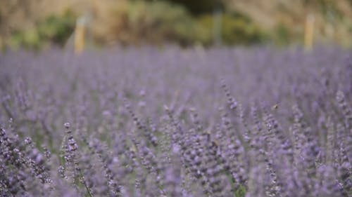 A Field Of Lavender Flowers