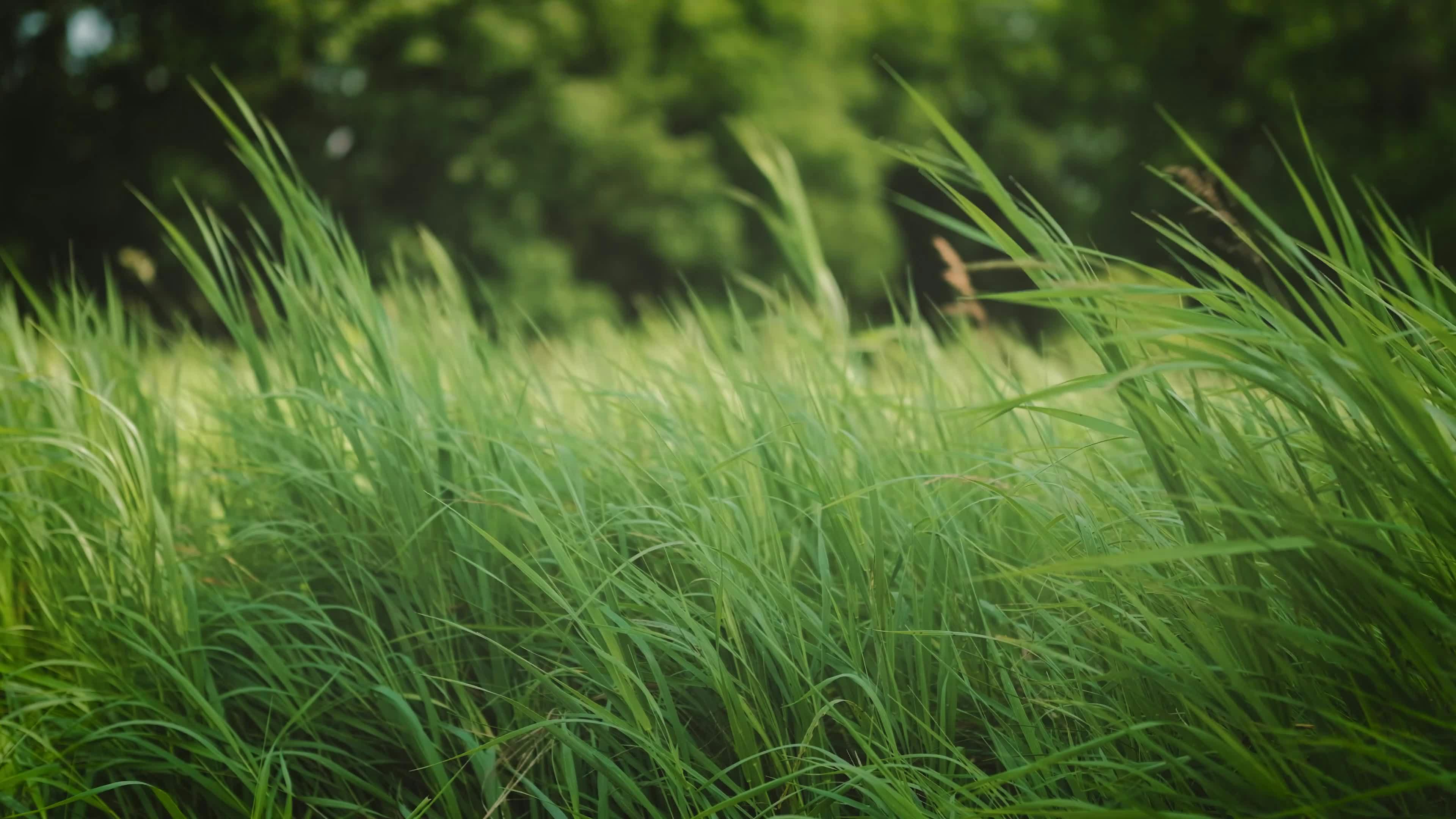 Video by Andi Martin