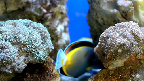 Een Paar Vissen In Een Aquarium