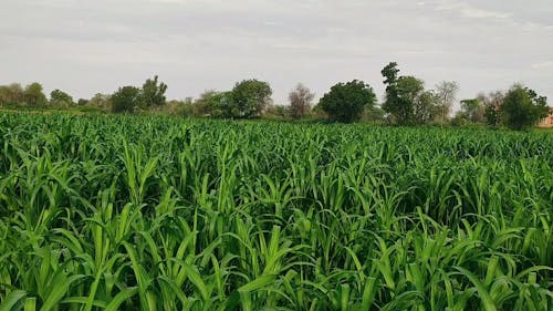 A Sugar Cane Field