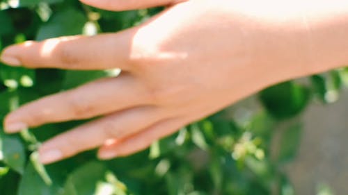 Met De Handen De Bladeren Van De Planten Borstelen